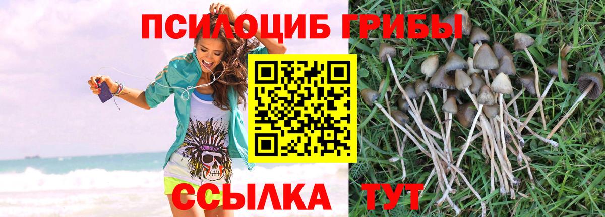 Псилоцибиновые грибы Psilocybe Трёхгорный